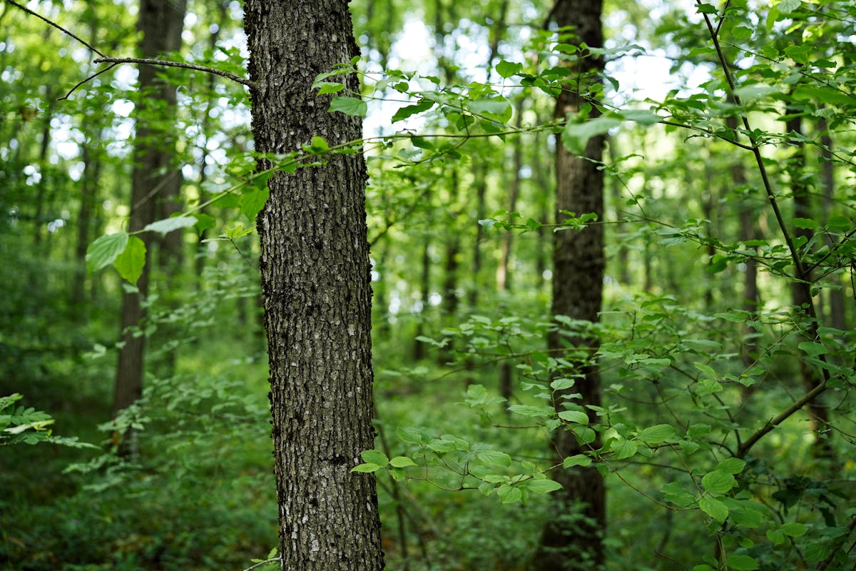 Rodzime gatunki drzew w Polsce: liściaste i iglaste
